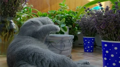 Funny Scottish Fold kitten playing with pan at home Stock Footage 111472679