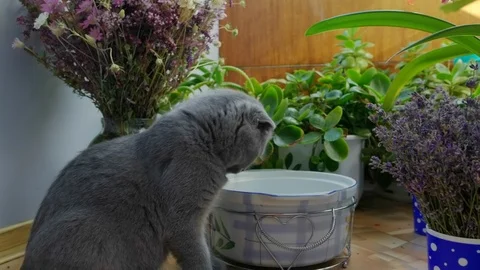 Funny Scottish Fold kitten playing with pan at home Stock Footage 111474205