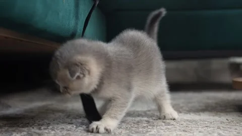 Funny scottish fold kitten playing on the rug near the sofa in the living room. Stock Footage 273011478