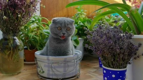 Funny Scottish Fold kitten sitting in pan, cleaning his fur Stock Footage 111474046