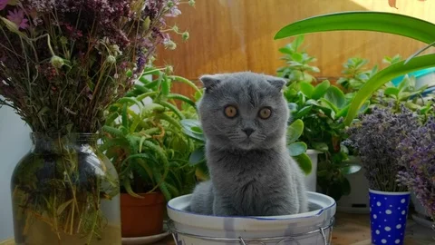 Funny Scottish Fold kitten sitting in pan, following the toy by his big orange Stock Footage 111476317