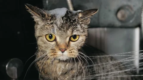 Funny Scottish straight washed under a stream of water in the shower Vídeos de archivo 235693112