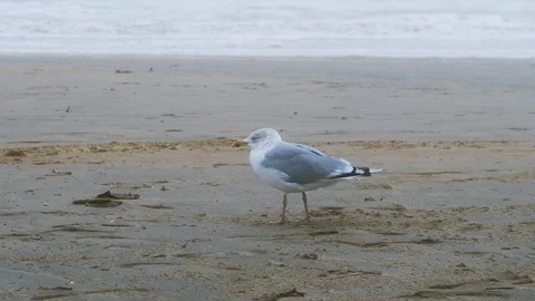 Funny seagull bird walking on windy Nord sea coast. Slowmotion Vídeo Stock 119369358