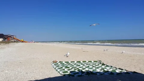 Funny Seagull searhing food Stock Footage 95579252
