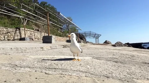 Funny seagull walks on the beach Stockbeeldmateriaal 69772179