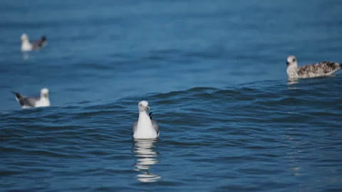 Funny seagulls floating on ocean waves in cinematic 4K slow motion Stock Footage 318182765
