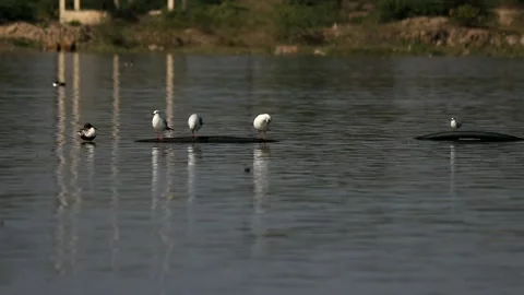 Funny Seagulls  Stock Footage 170653964