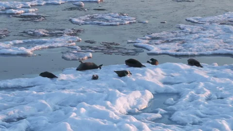 Funny seals scratch on the floating ice, surrounded by cold icy Arctic waters. Stock Footage 308777999