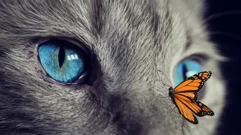 Funny sequence between a cat and a butterfly 4K Stock Footage 258365820