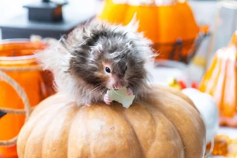 A funny shaggy fluffy hamster sits on a pumpkin and chews a leaf in a Hall... Stock Photos