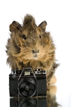 Funny shaggy photographer. a cavia with old photo camera Stock Photos