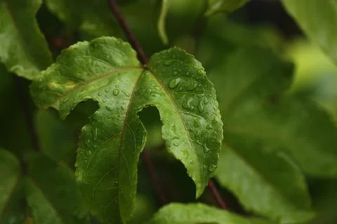 A funny shape leaf Stock Photos