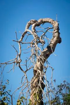 Funny shaped gnarly tree Stock Photos