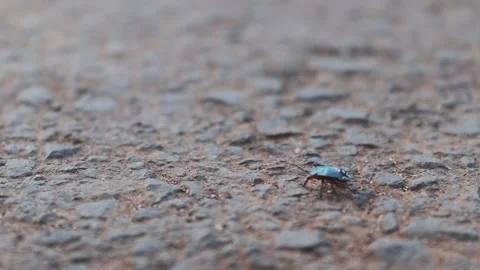 FUNNY SHAPPED INSECT WITH MANY CURVES RUNNING Stock Footage 243367623