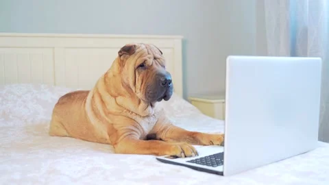 Funny sharpei dog lying on a bed or sofa and looking at a laptop monitor. Stock Footage 137010273