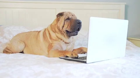 Funny sharpei dog lying on a bed or sofa and looking at a laptop monitor.  Stock Footage 137010822