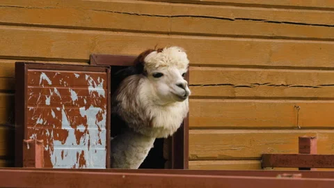 Funny sheared alpaca sticking its head out of the barn and chewing. Vidéo 137027363