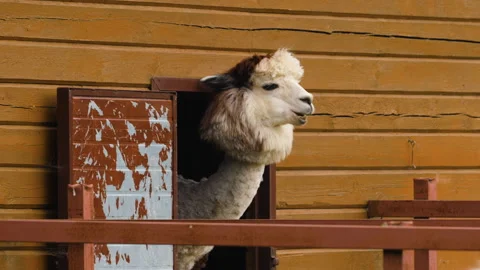 Funny sheared alpaca sticking its head out of the barn and chewing. 스톡 동영상 137027760