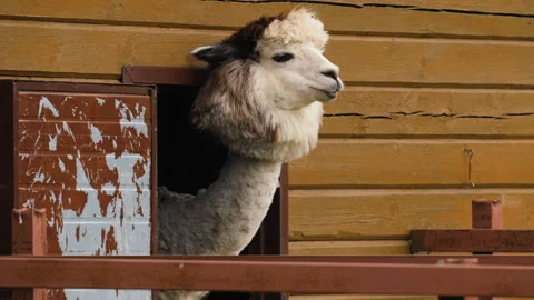 Funny sheared alpaca sticking its head out of the barn and chewing. 스톡 동영상 137028415