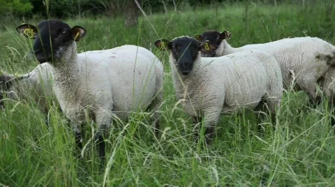 Funny sheep Stock Footage 626818