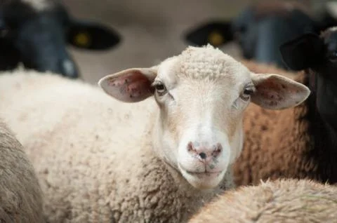 Funny sheep head looking at camera Stock Photos