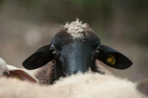 Funny sheep head looking at camera Stock Photos