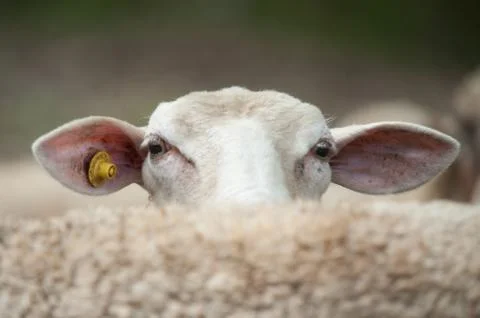 Funny sheep head looking at camera Foto stock