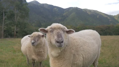 Funny sheep look at the camera, in New Zealand Stock Footage 220031845