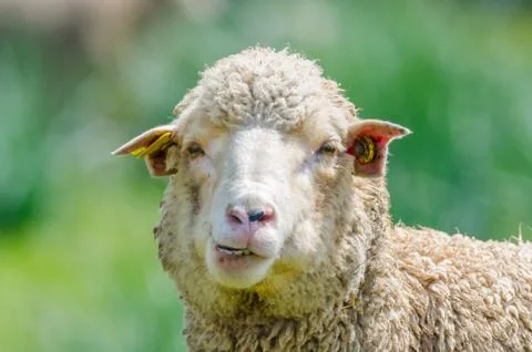 Funny sheep looking at camera Stock Photos