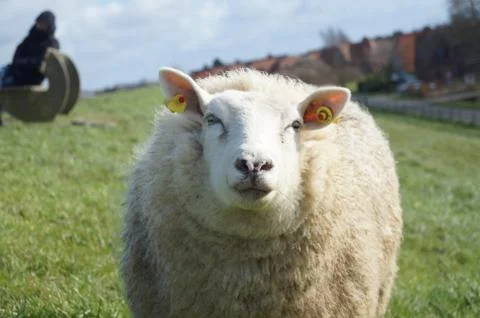 Funny Sheep Stockfoto's