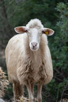 Funny sheep portrait Stock Photos