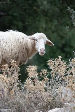 Funny sheep portrait Stock Photos