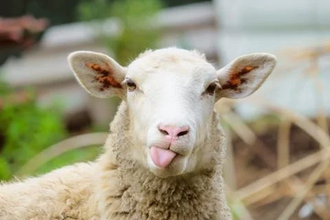 Funny sheep. Portrait of sheep showing tongue. Stock Photos