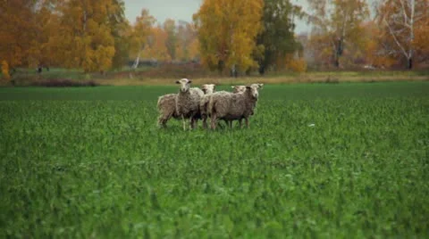 Funny sheep running away. Stock Footage 12180784