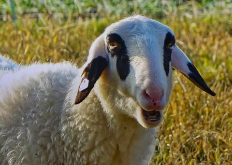 Funny Sheep (Smiling) Stock Photos
