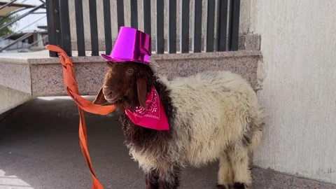 Funny sheep wearing pink hat and red bandana Stock Footage 336643837