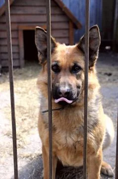 Funny Shepherd Stock Photos