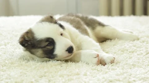 Funny Shepherd puppy is lying on a fluffy blanket Video stock 59750073