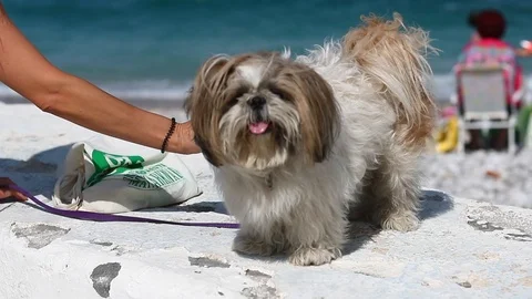 Funny shih tzu looking at the camera. Stock Footage 119269941