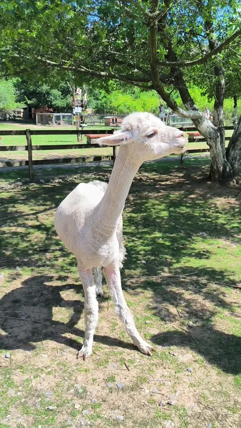 Funny Shorn Alpaca Scratching Itself In Natural Quarry Environment Close Up Stock Footage 340256056