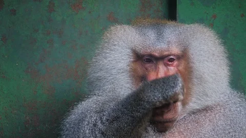 Funny shy hamadryas baboon in a zoo cage... | Stock Video | Pond5