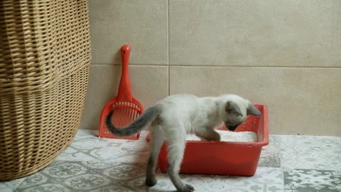 Funny siamese kitten kick bentonite cat litter out of her toilet box on floor 4K Stock Footage