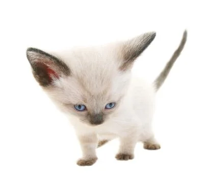 Funny siamese kitten Stock Photos