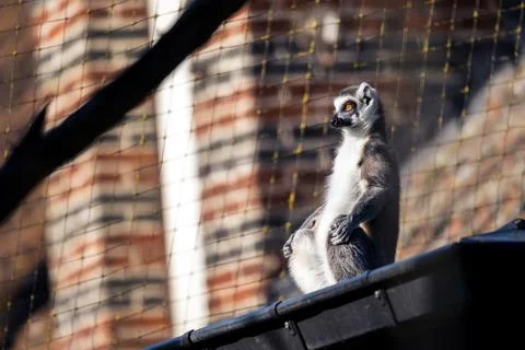A funny side close up portrait of a ring tailed lemur sitting at the edge o.. Stock Photos