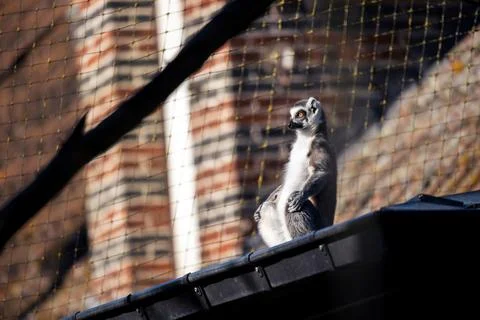 A funny side portrait of a ring tailed lemur sitting at the edge of a roof .. Foto stock