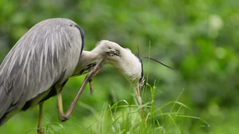 Funny sight of Grey Heron using skinny leg to scratch a neck itch Stock Footage 340263156