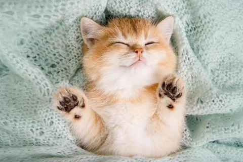 Funny silver lop-eared Scottish Fold kitten Stock Photos