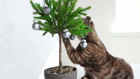 A funny situation, a cat plays with a miniature Christmas tree in the interior Stock Footage 217392193