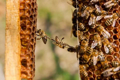 Funny situation on honeycomb. Foto stock