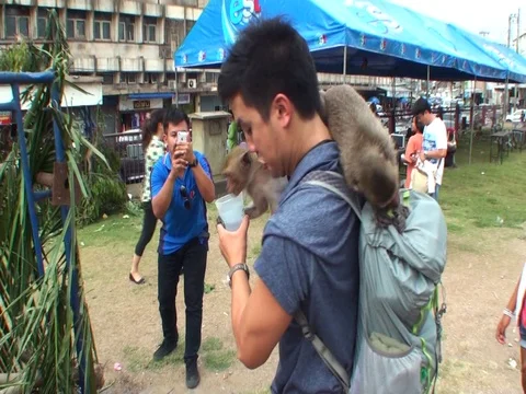 Funny situation. A smart monkey is trying to open a tourist's backpack. Thailand Stock Footage 112998963